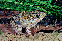 Florida gopher frog {Rana areolata aesopus} W Florida, USA