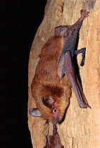 Evening bat {Nycticieus humeralis} Florida, USA, North America