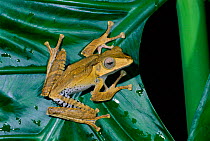 Bornean eared frog {Polypedates otilophus} Sabah, Borneo Danum valley