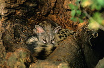 Small spotted genet {Genetta genetta} sleeping in tree hollow, Spain