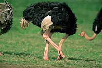 Ostrich sticking head in the ground {Struthio camelus} (scratching) Kenya, East Africa