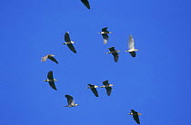Flock of Black crowned night heron {Nycticorax nycticorax} flying overhead, Lesbos, Greece