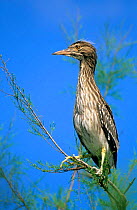Juvenile Black crowned night heron in tree {Nycticorax nycticorax} Spain, Europe