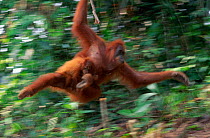Abstract Sumatran orang utan swinging through forest with infant {Pongo pygmaeus abelii} Gunung Leuser NP CR Indonesia