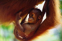 Sumatran orang utan baby  {Pongo pygmaeus abelii} Gunung Leuser NP Sumatra, Indonesia