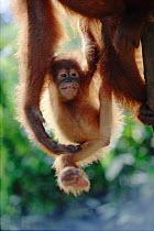 Sumatran orang utan baby hanging from adult {Pongo pygmaeus abelii} Indonesia, Gunung Leuser NP, Sumatra