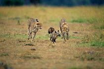 Two juvenile Cheetahs chase Bat eared fox {Acinonyx jubatus} Masai Mara NR Kenya