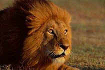 Male lion face portrait {Panthera leo} Masai Mara, Kenya, East Africa