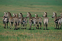 Common zebra herd rear view, standing alert {Equus quagga} Masai Mara National Reserve Kenya, East Africa