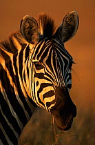 Head portrait of Common zebra {Equus quagga} Masai Mara, Kenya, East Africa