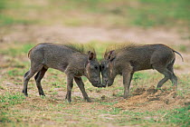 Two young Warthogs going head to head {Phacochoerus aethiopicus} Masai Mara NR Kenya