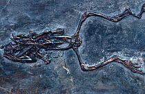 Fossil frog {Eopeiobates wagneri} Eocene period 55-34 mya Messel. W Germany