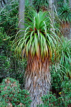 Giant grass tree {Richea pandanifolia} Mt Field NP, Tasmania, Lake Dobson, Pandani grove
