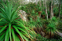 Giant grass trees {Richea pandanifolia} Mt Field NP,  Lake Dobson, Tasmania, Australia ,