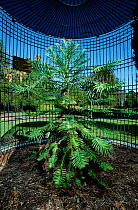 Wollemi pine tree {Wollemia nobillis} Adelaide Botannical Gardens, S Australia - tree species discovered in 1994, planted specimen, protected in a locked cage january 2002