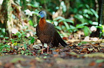 Argus pheasant male on 'dancing ground' {Argusianus argus} Danum valley, Sabah, Borneo