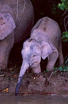 Bornean forest elephant young drinking {Elephas maximus borneensis} Kinabatangan forest, Sukau, Borneo