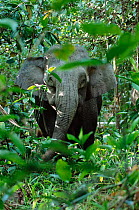 Bornean pygmy elephant {Elephas maximus borneensis} Kinabatangan forest, Sukau, Borneo, South East Asia