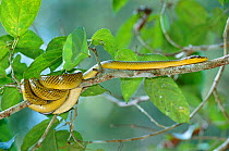 Red tailed rat snake {Gonyosoma oxycephalum} Sukau, Borneo