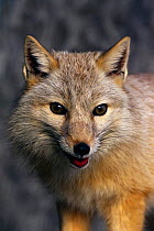 Corsac fox male {Vulpes corsac} occurs in central asia