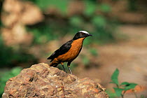 White crowned robin chat {Cossypha albicapilla} Gambia, West Africa
