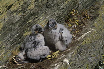 Peregrine falcon {Falco peregrinus} four-weeks chicks in nest, Wales, UK