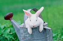 New Zealand rabbit in watering can,  USA