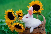 New Zealand rabbit in basket with Sunflowers, USA