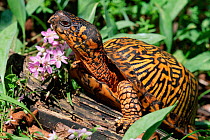 Eastern box turtle {Terrapene carolina carolina}  Michigan, USA, North America
