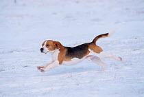 Beagle running through snow {Canis familiaris} USA