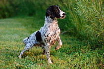 English springer spaniel, wet and alert {Canis familiaris} USA