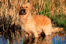 Golden retriever in water {Canis familiaris} USA