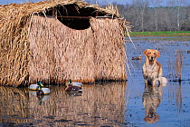 Golden retriever next to hide and duck decoys in water {Canis familiaris} USA