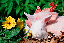 Domestic rabbit and Piglet asleep,  USA, North America