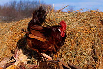 Domestic chicken cock - Red leghorn breed USA, North America
