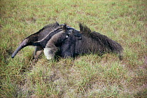 Giant anteater carrying young on back {Myrmecophaga tridactyla} Guyana