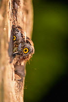Pygmy owl peers out of nest hole in tree {Glaucidium passerinum} Sweden