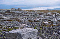Arctic fox cub in summer {Vulpes lagopus} Kolifjall, Sor Trondelag, Norway 2002