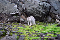 Arctic fox cub in summer {Vulpes lagopus} Kolifjall, Sor Trondelag, Norway  2002