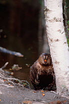 Eurasian beaver {Castor fiber} Sweden 2002