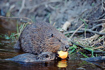 Eurasian beaver with young feeding on apple {Castor fiber} Sweden