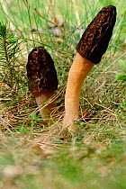 Morel fungus {Morchella conica} Sweden