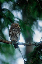 Pygmy owl perched in tree with lizard prey in beak {Glaucidium passerinum} Sweden