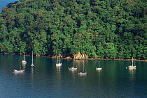 Aerial view of Boats moored near shoreline at Charlotteville, Tobago, West Indies, Caribbean