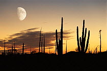 Cardon cactus silhouetted at sunset with moon, Baja California, Mexico