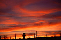 Cardon cactus and palm tree silhouette at sunset, Baja California, Mexico