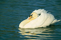 Male Mute swan swimming with feather's puffed up {Cygnus olor} Gloucestershire, UK