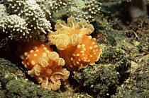Two sea cucumbers on coral reef {Holothuroidea} Phillippines, South Pacific