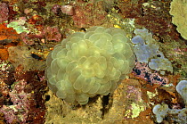 Bubble or grape coral (Plerogyra sinuosa) Sulawesi, Indonesia