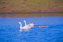 Coscoroba swan pair with cygnets {Coscoroba coscoroba} La Pampa, Argentina Macachina,